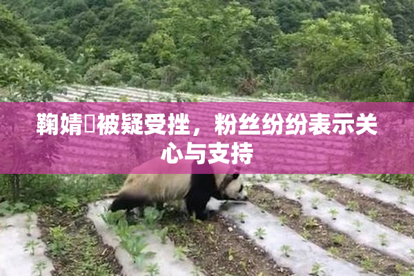 鞠婧祎被疑受挫，粉丝纷纷表示关心与支持