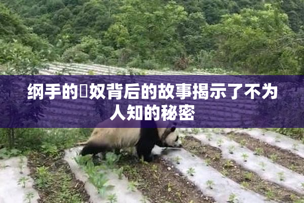 纲手的婬奴背后的故事揭示了不为人知的秘密