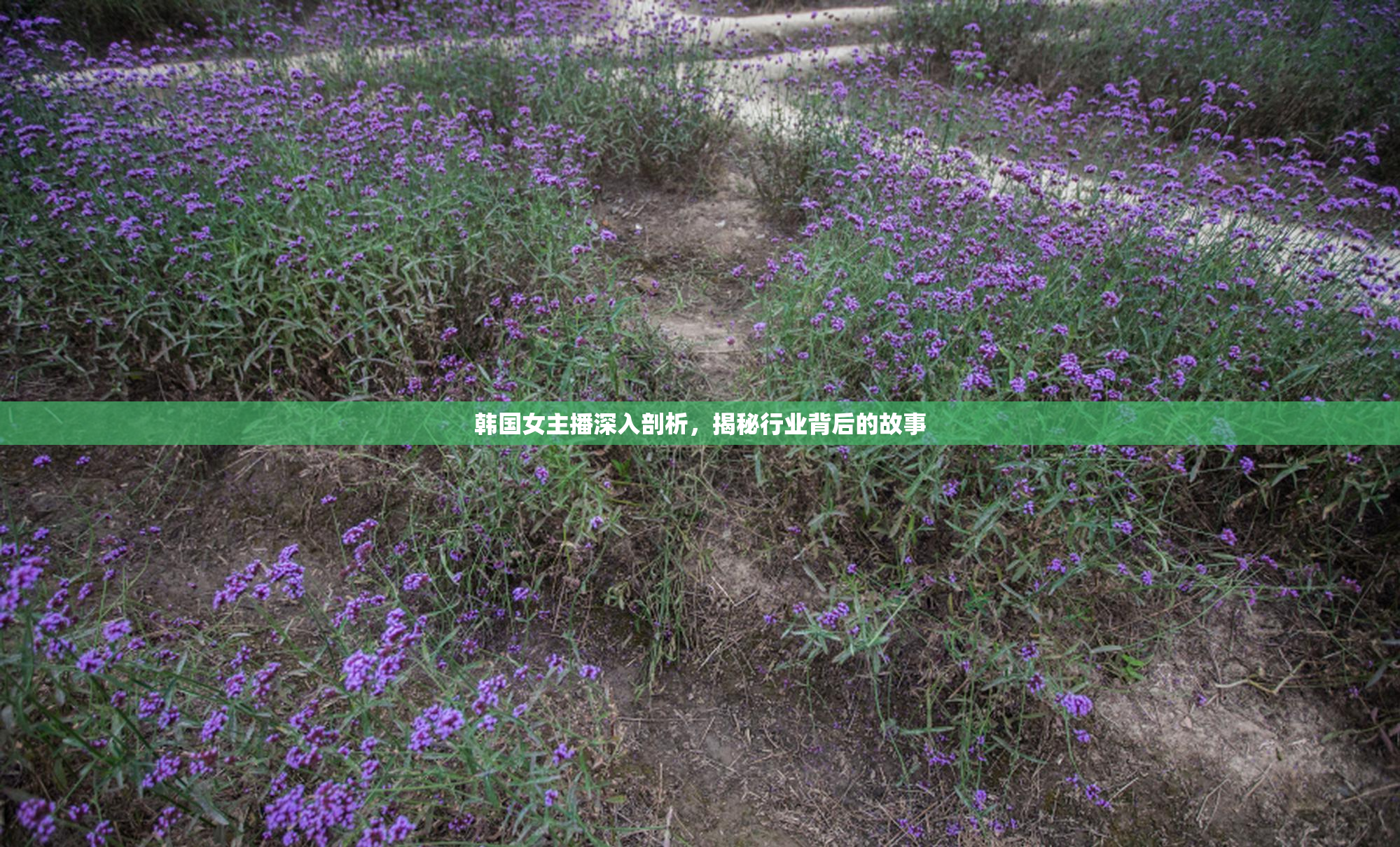 韩国女主播深入剖析，揭秘行业背后的故事
