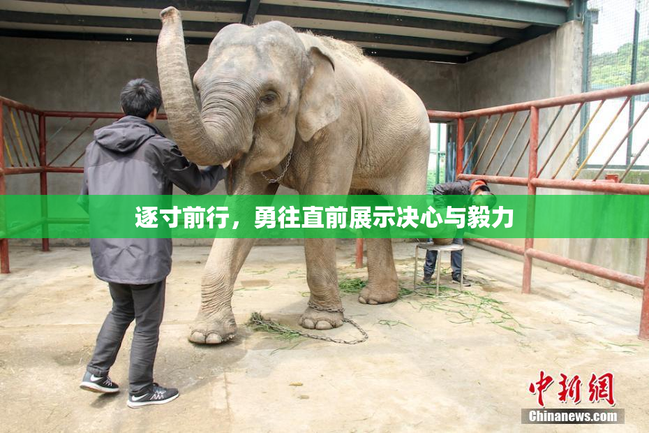 逐寸前行，勇往直前展示决心与毅力
