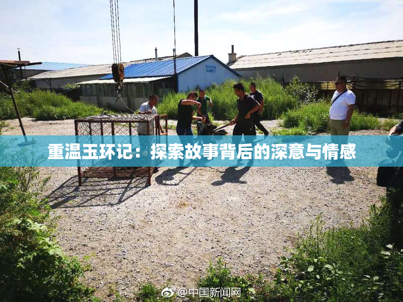 重温玉环记：探索故事背后的深意与情感