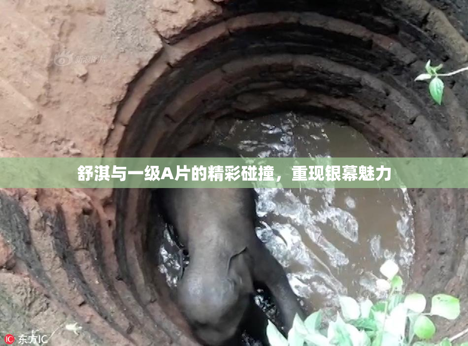 舒淇与一级A片的精彩碰撞，重现银幕魅力