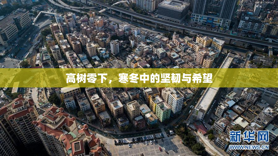 高树零下，寒冬中的坚韧与希望