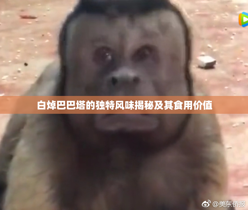 白焯巴巴塔的独特风味揭秘及其食用价值