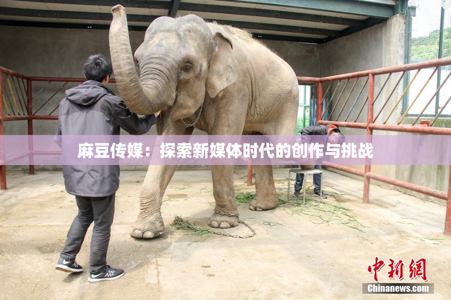 麻豆传媒：探索新媒体时代的创作与挑战