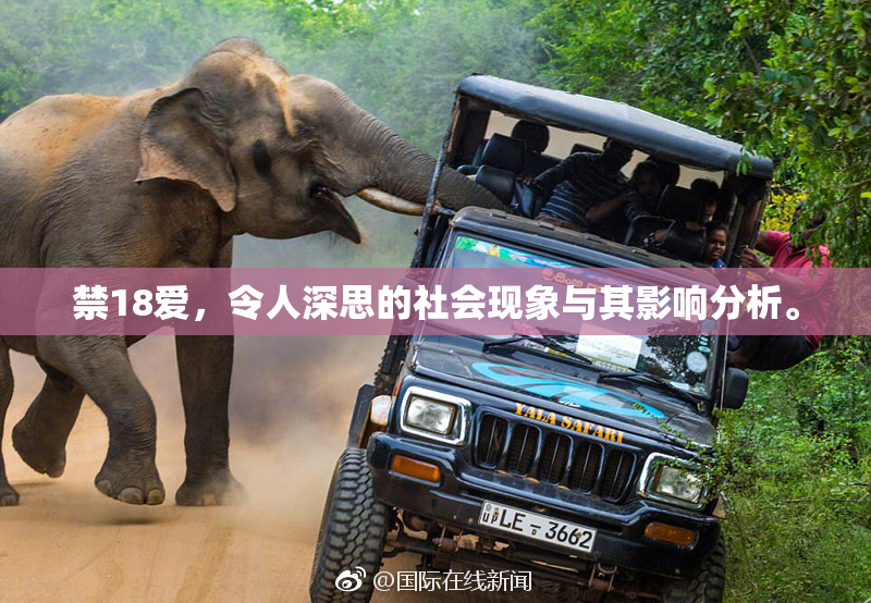 禁18爱，令人深思的社会现象与其影响分析。