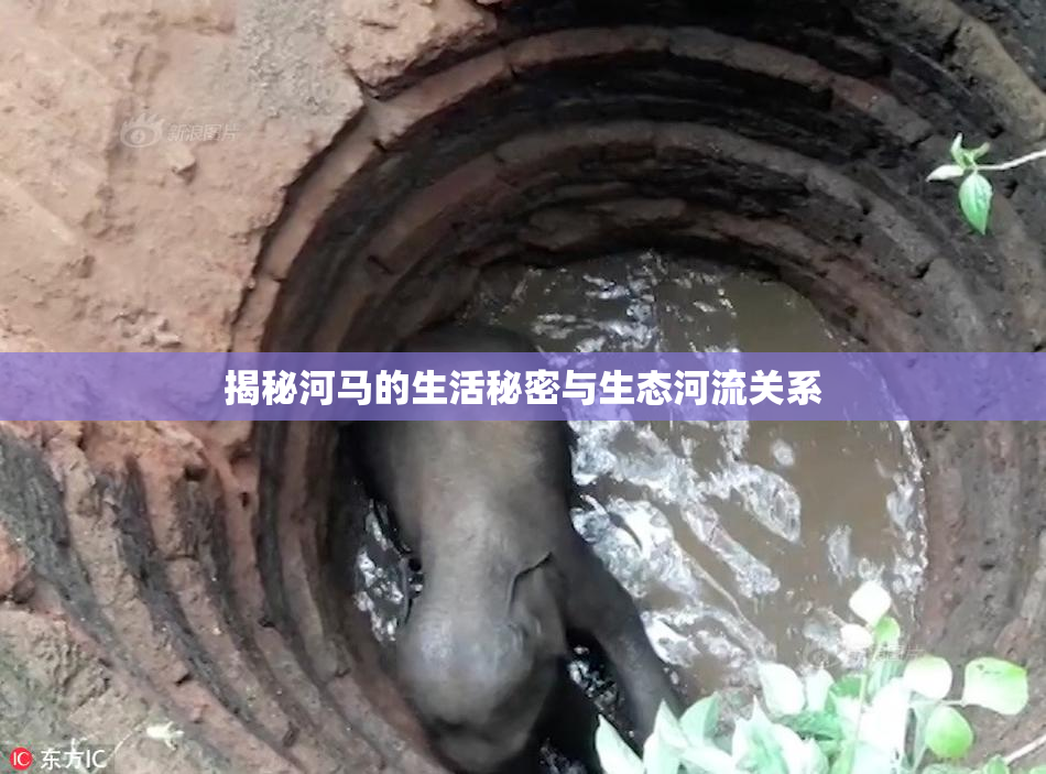 揭秘河马的生活秘密与生态河流关系