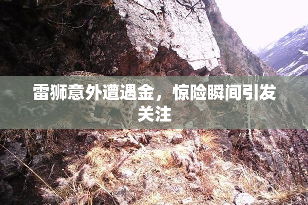 雷狮意外遭遇金，惊险瞬间引发关注
