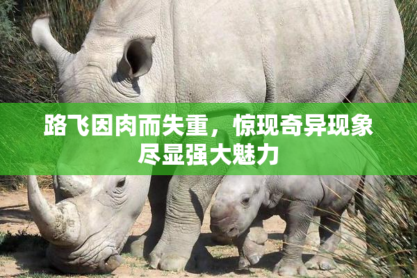 路飞因肉而失重，惊现奇异现象尽显强大魅力
