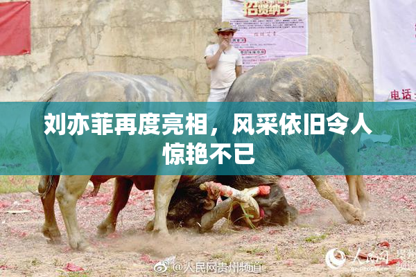 刘亦菲再度亮相，风采依旧令人惊艳不已