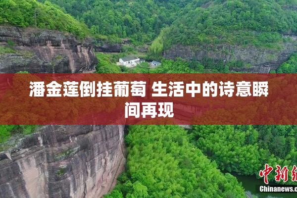 潘金莲倒挂葡萄 生活中的诗意瞬间再现