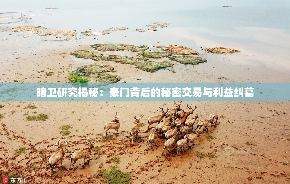 暗卫研究揭秘：豪门背后的秘密交易与利益纠葛