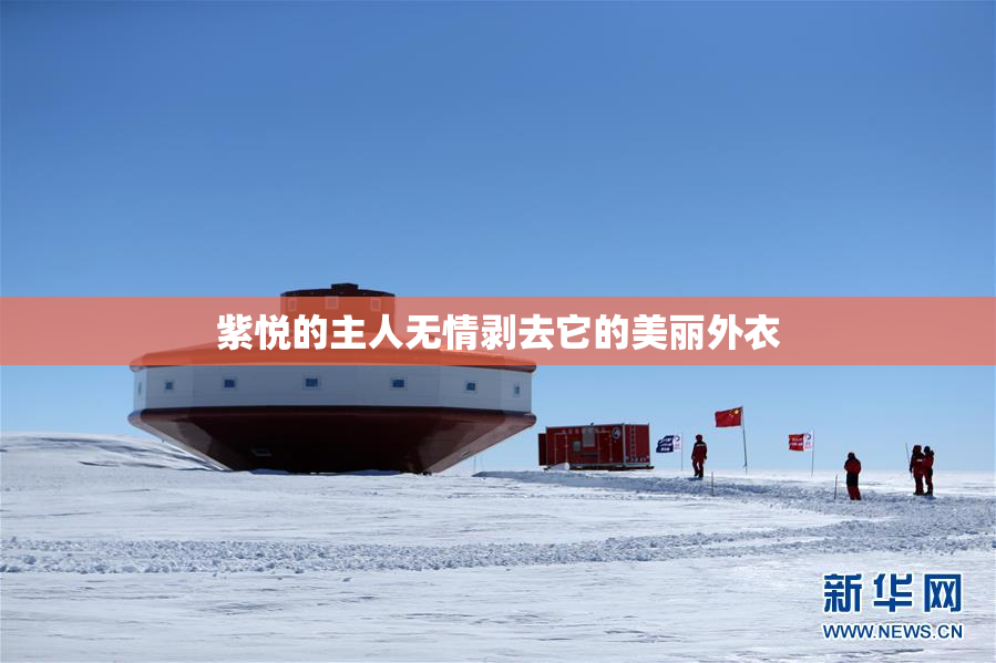 紫悦的主人无情剥去它的美丽外衣
