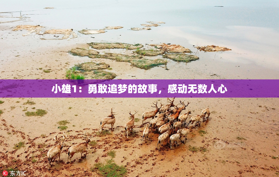 小雄1：勇敢追梦的故事，感动无数人心