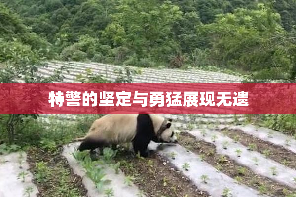 特警的坚定与勇猛展现无遗