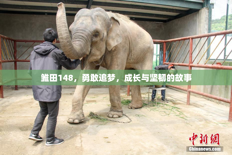 雏田148，勇敢追梦，成长与坚韧的故事