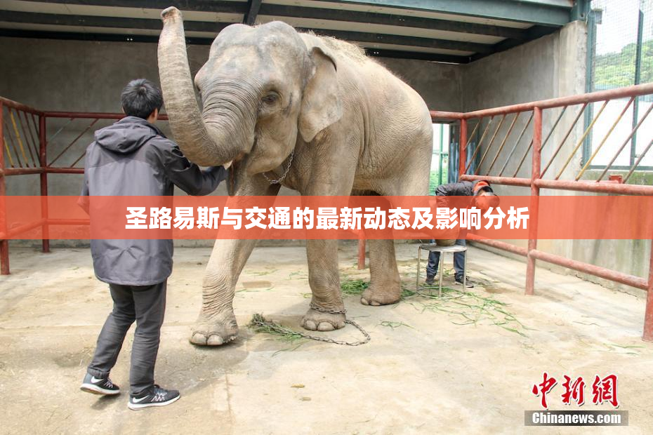 圣路易斯与交通的最新动态及影响分析