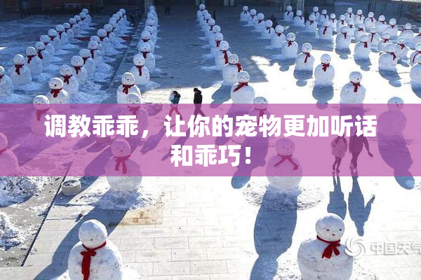 调教乖乖，让你的宠物更加听话和乖巧！