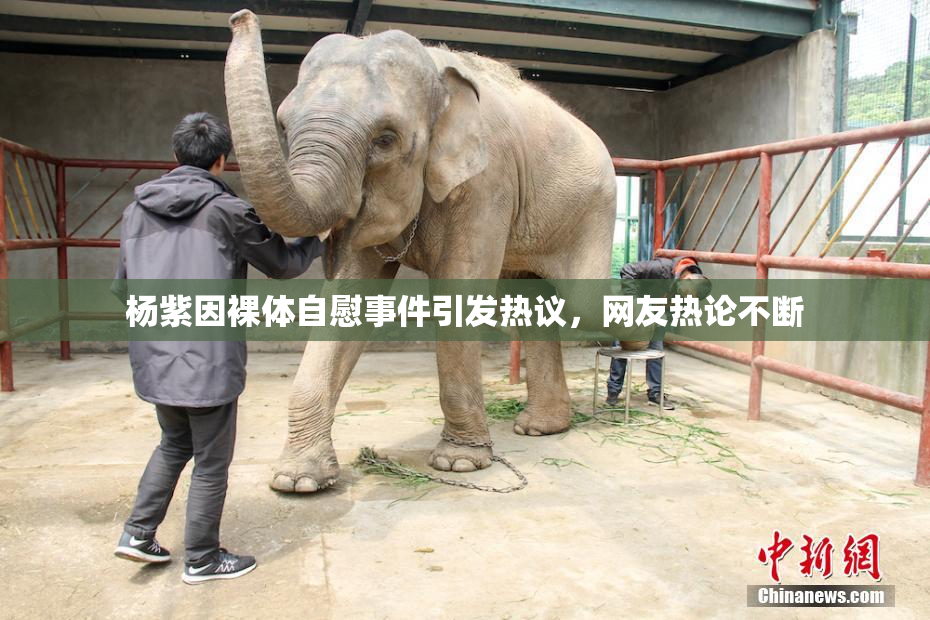 杨紫因裸体自慰事件引发热议，网友热论不断