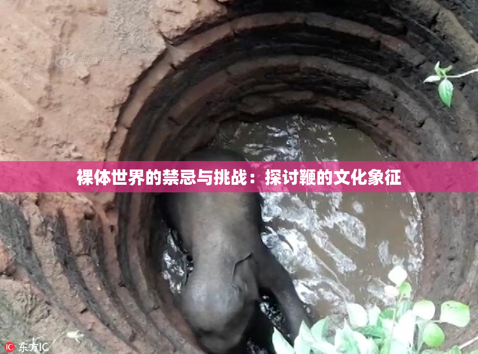 裸体世界的禁忌与挑战：探讨鞭的文化象征