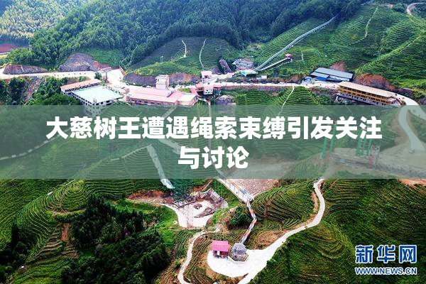 大慈树王遭遇绳索束缚引发关注与讨论