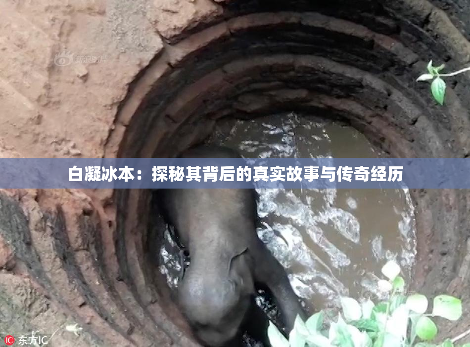 白凝冰本：探秘其背后的真实故事与传奇经历