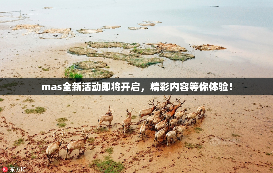 mas全新活动即将开启，精彩内容等你体验！