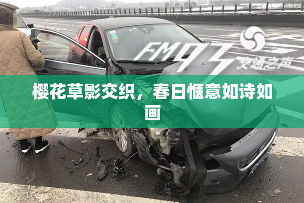 樱花草影交织，春日惬意如诗如画