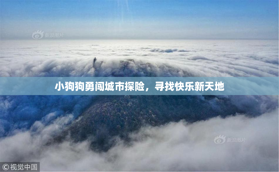 小狗狗勇闯城市探险，寻找快乐新天地