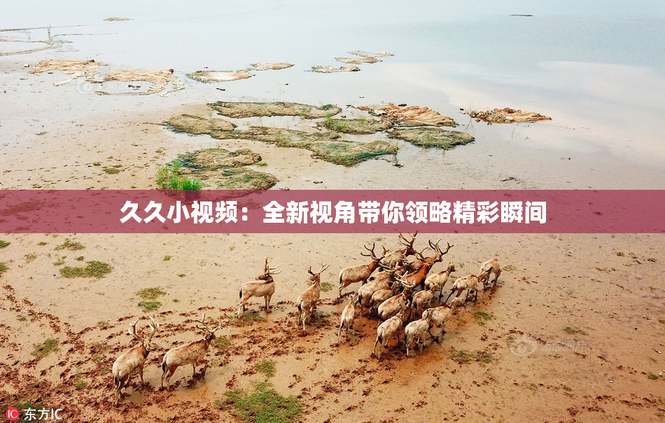 久久小视频：全新视角带你领略精彩瞬间