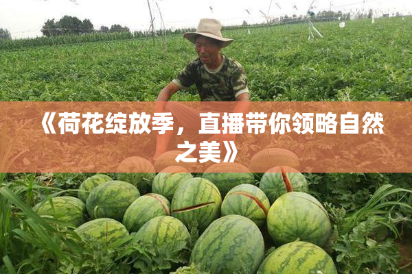 《荷花绽放季，直播带你领略自然之美》
