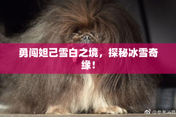 勇闯妲己雪白之境，探秘冰雪奇缘！