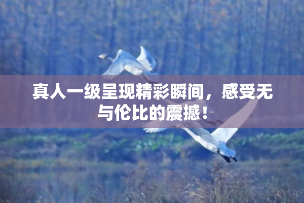 真人一级呈现精彩瞬间，感受无与伦比的震撼！