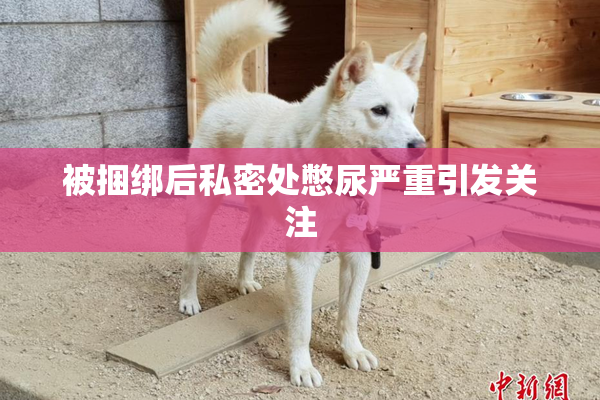 被捆绑后私密处憋尿严重引发关注
