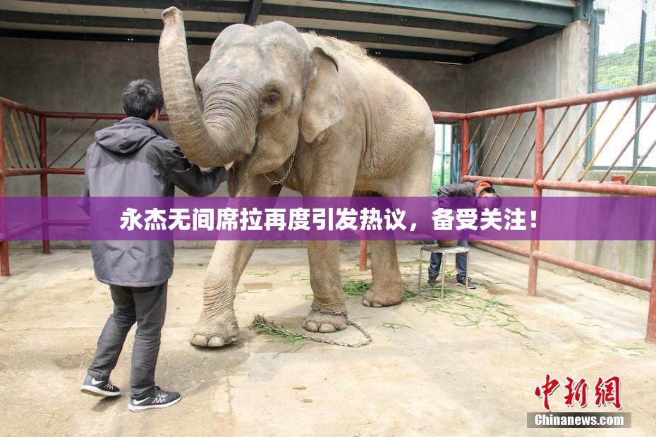 永杰无间席拉再度引发热议，备受关注！