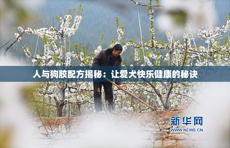 人与狗胶配方揭秘：让爱犬快乐健康的秘诀
