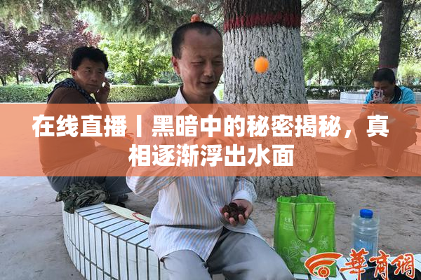 在线直播丨黑暗中的秘密揭秘，真相逐渐浮出水面