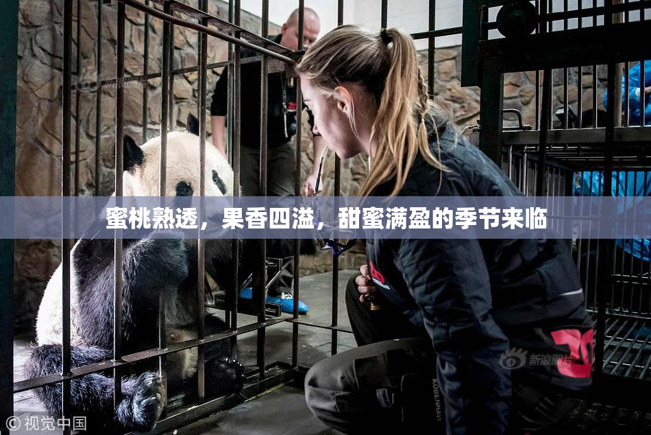 蜜桃熟透，果香四溢，甜蜜满盈的季节来临